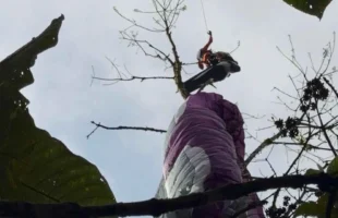 Parapentista fica preso em árvore após acidente em Timbó e é resgatado sem ferimentos