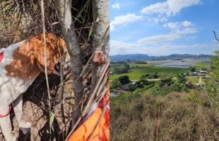 Bombeiros resgatam cachorro preso em paredão em Santa Rosa do Sul