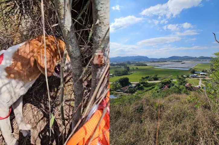 Bombeiros resgatam cachorro preso em paredão em Santa Rosa do Sul