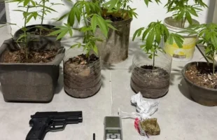 Adolescente é apreendido com pés de maconha e drogas em Braço do Norte