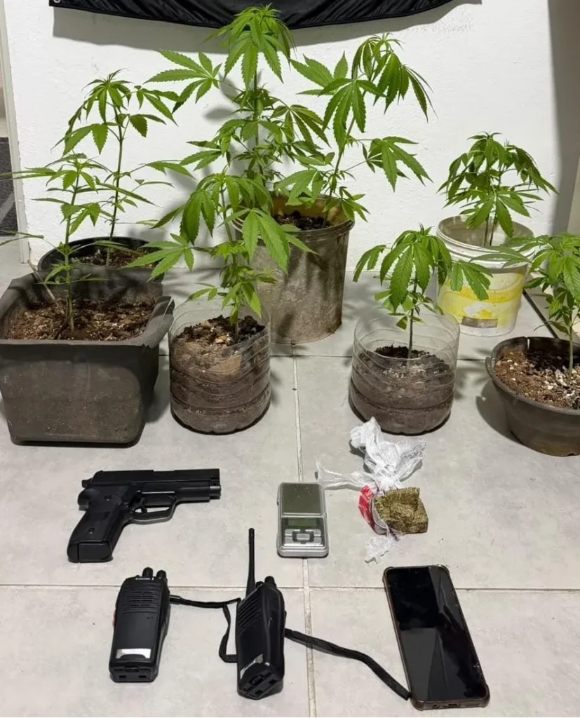 Adolescente é apreendido com pés de maconha e drogas em Braço do Norte