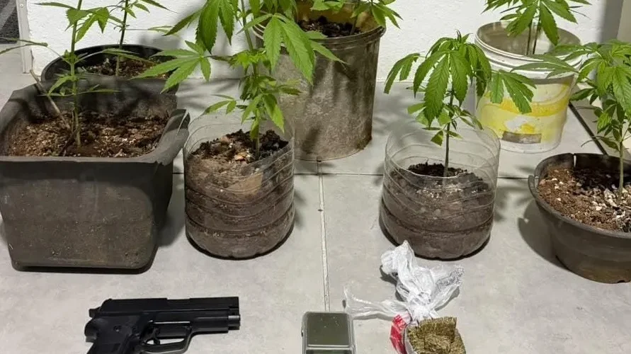 Adolescente é apreendido com pés de maconha e drogas em Braço do Norte