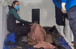 Golfinho resgatado no Sul de SC recebe escolta da PRF durante viagem a Florianópolis
