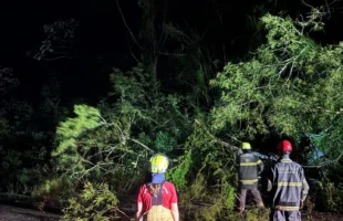 Ventos fortes derrubam três árvores sobre a SC-446, em Lauro Müller