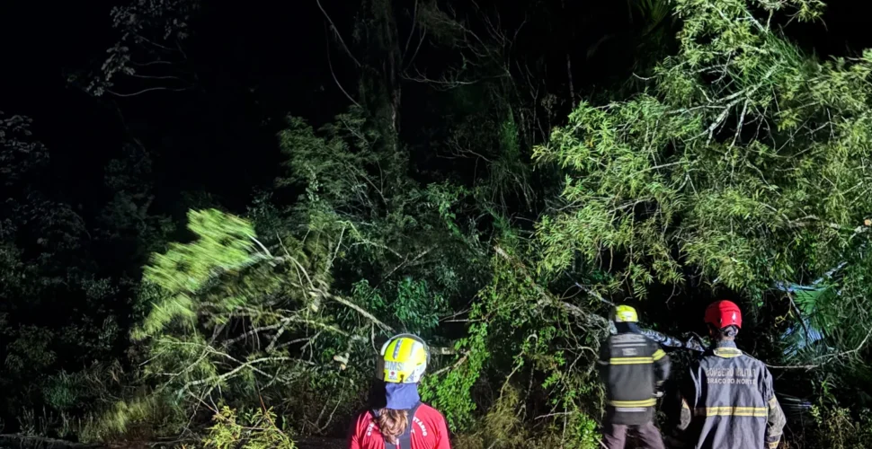 Ventos fortes derrubam três árvores sobre a SC-446, em Lauro Müller