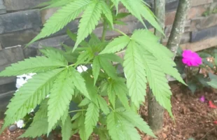 Polícia Militar retira pé de maconha encontrado em escadaria no Centro de Orleans