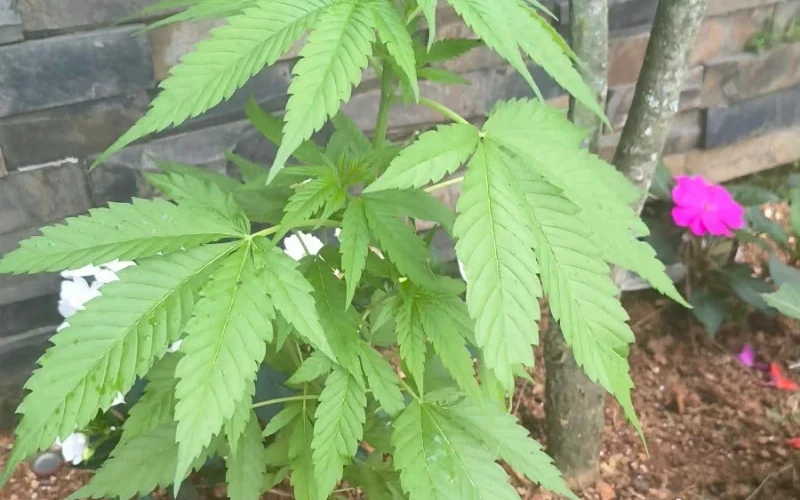 Polícia Militar retira pé de maconha encontrado em escadaria no Centro de Orleans