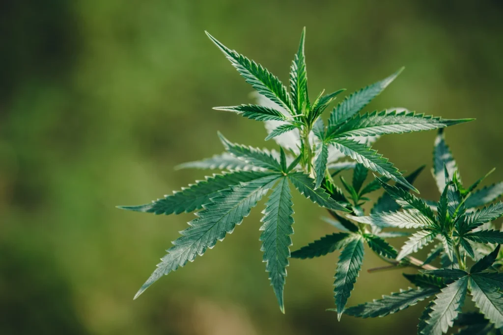 Seis pés de maconha são encontrados em terreno de residência em Criciúma