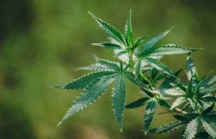 Seis pés de maconha são encontrados em terreno de residência em Criciúma