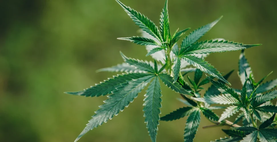 Seis pés de maconha são encontrados em terreno de residência em Criciúma